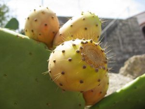 Опунция - съедобный кактус